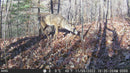 KG Trail Camera