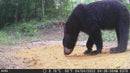 KG Trail Camera